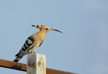 Hoopoe with beautiful long beak