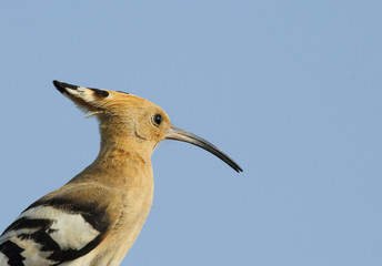 Beautiful portrait of Hoopoe