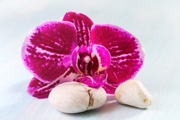 Pink orchid on wooden background