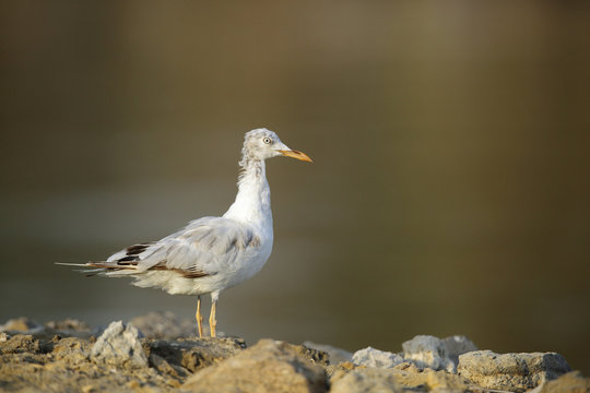 The slender-billed seagull in the morning light