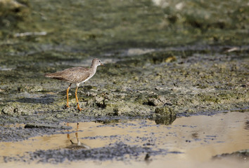 Beautiful Wood sandpiper