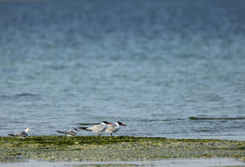 Lesser crested terns and caspian terns