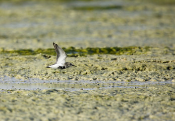 Grey Plover in flight