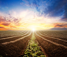 The plowed field in the sunset