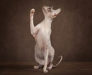 Sphynx cat with paw up