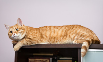 Lazy orange cat