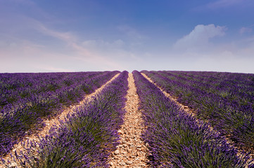 Naklejka na ściany i meble Lavender field at Provence, France