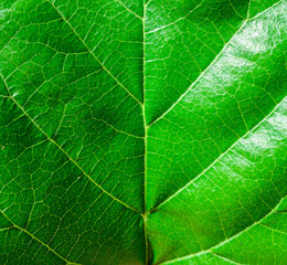 Green leaf macro shot