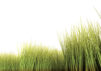 Long Grass
