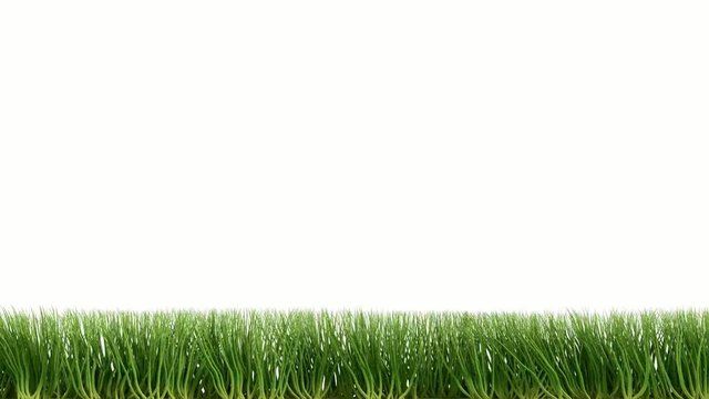 Rendered grass in the wind isolated on the white background