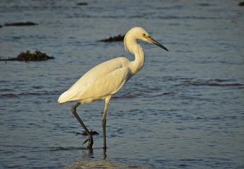 Great White Egret - Pacific coast, El Salvador