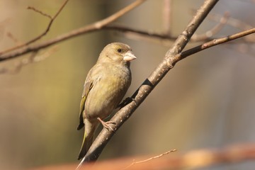 Greenfinch (Carduelis chloris) on a twig