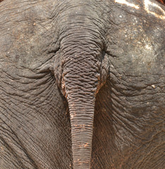 Fototapeta premium tail rear elephant