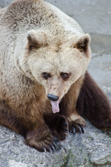 Naklejka na ściany i meble Funny bear portrait with tounge out