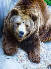 Grizzly bear portrait
