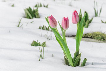 Fototapeta na wymiar snowdrops tulip flowers in the snow Thaw