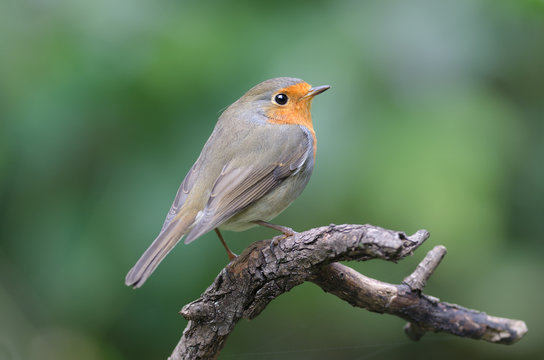 Robin