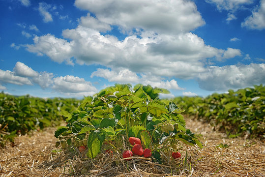 Organic strawberry fields