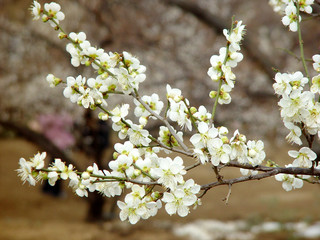 한국전통이미지