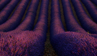 Fototapeta na wymiar Lavender fields near Valensole in Provence, France