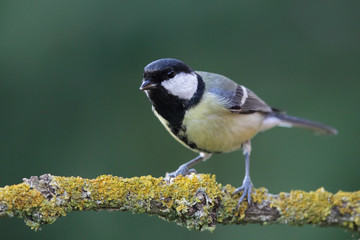 Kohlmeise (Parus major)