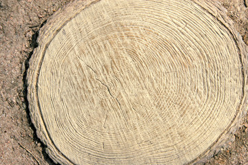 Fototapeta premium Tree