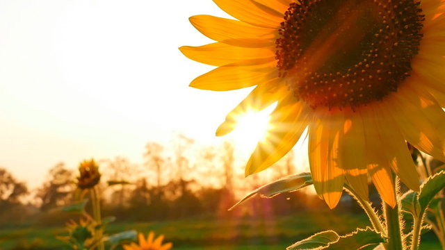 Sunflower field during sunset, Tilt up camera