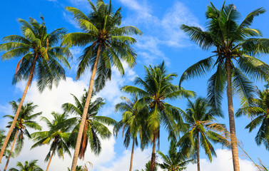 Fototapeta na wymiar Coconut palms and the sky
