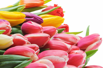 Fresh spring tulips