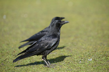 Carrion Crow, Corvus corone