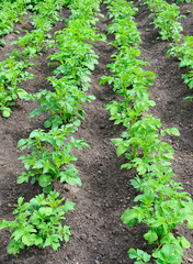 Field with a young bushes of potatoes