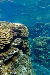coral reef with hard corals in tropical sea - underwater