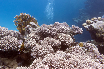 Naklejka na ściany i meble coral reef with hard coral in tropical sea - underwater