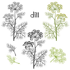 Set of dill  isolated on white background. Hand drawn vector ill