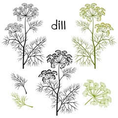 Foto op Aluminium Set of dill  isolated on white background. Hand drawn vector ill © maritime_m