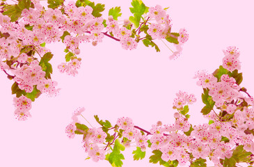 Obraz na płótnie Canvas Cherry blossoms .