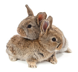 Animals. Rabbit isolated on a white background