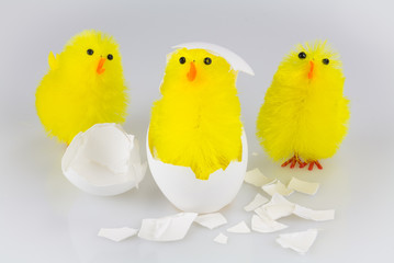 3 Küken schlüpfen aus dem Ei