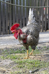 Naked neck chanticleer (Gallus domesticus)