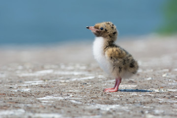 Common Tern Chick