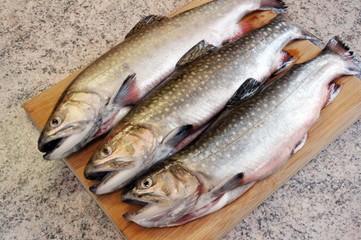 Trout ready for processing kitchen