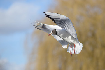 Black-headed Gull, Chroicocephalus ridibundus