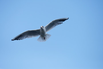 Black-headed Gull, Chroicocephalus ridibundus