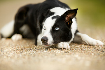 Border collie dog