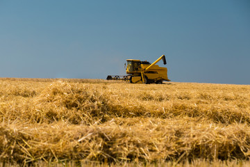 Fototapeta premium Harvesting crop