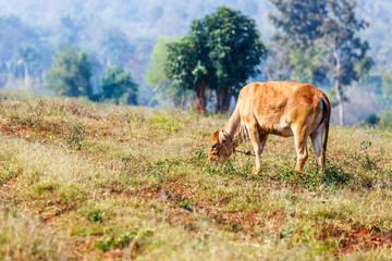 Obraz na płótnie Canvas cow eat grass in the field