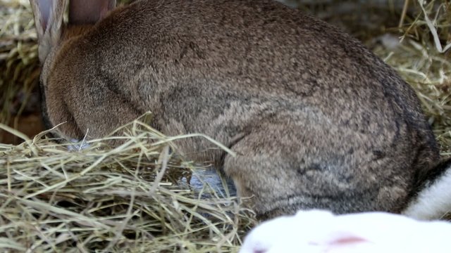 lapin