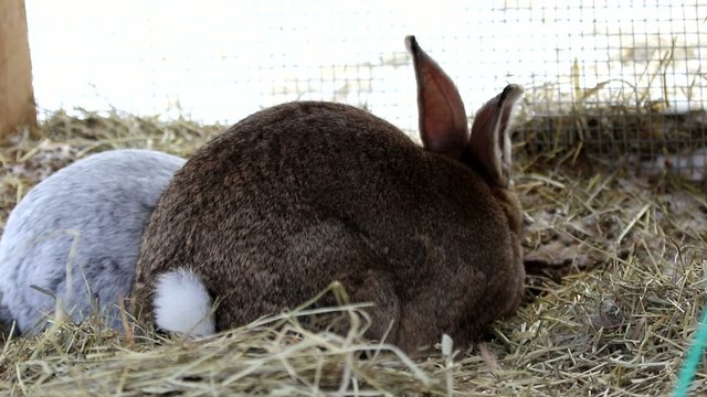 lapin