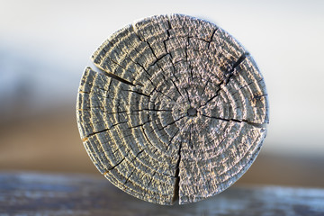 Madera cortada. © josfor