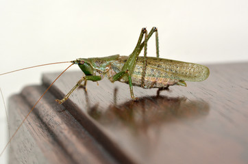 Grasshopper on table
